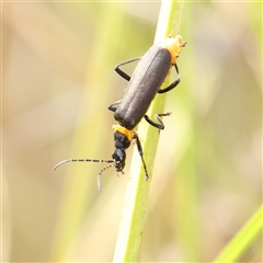 Chauliognathus lugubris (Plague Soldier Beetle) at Kaleen, ACT - 7 Mar 2025 by ConBoekel