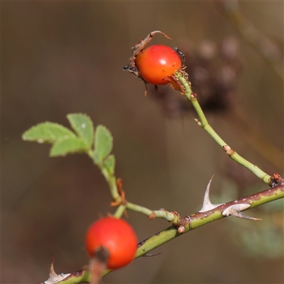 Unverified Other Shrub at Kaleen, ACT - 7 Mar 2025 by ConBoekel