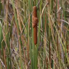 Typha domingensis (Bullrush) at Kaleen, ACT - 7 Mar 2025 by ConBoekel