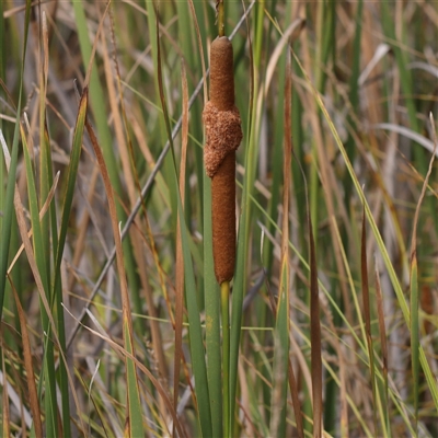 Typha domingensis (Bullrush) at Kaleen, ACT - 7 Mar 2025 by ConBoekel