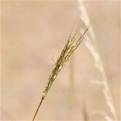 Bothriochloa macra (Red Grass, Red-leg Grass) at Kaleen, ACT - 7 Mar 2025 by ConBoekel