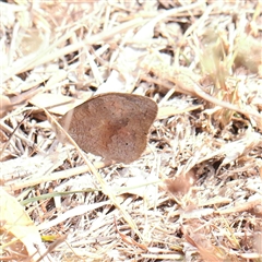 Heteronympha merope at Kaleen, ACT - 7 Mar 2025 by ConBoekel