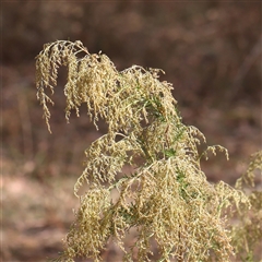 Cassinia sifton (Sifton Bush, Chinese Shrub) at Kaleen, ACT - 7 Mar 2025 by ConBoekel
