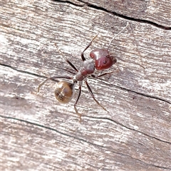 Camponotus suffusus (Golden-tailed sugar ant) at Kaleen, ACT - 7 Mar 2025 by ConBoekel