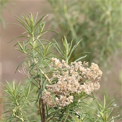 Unverified Other Shrub at Kaleen, ACT - 7 Mar 2025 by ConBoekel