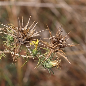 Carthamus lanatus (Saffron Thistle) at Kaleen, ACT - 7 Mar 2025 by ConBoekel