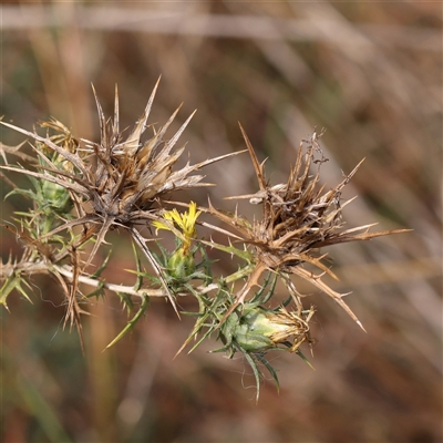Unverified Other Wildflower or Herb at Kaleen, ACT - 7 Mar 2025 by ConBoekel