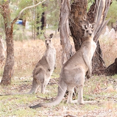 Macropus giganteus (Eastern Grey Kangaroo) at Kaleen, ACT - 7 Mar 2025 by ConBoekel