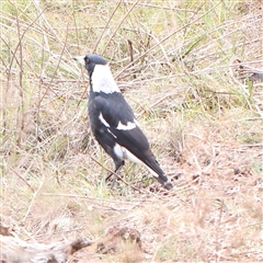 Gymnorhina tibicen at Kaleen, ACT - 7 Mar 2025 by ConBoekel
