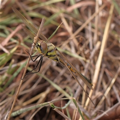 Hemicordulia tau (Tau Emerald) at Lyneham, ACT - 7 Mar 2025 by ConBoekel