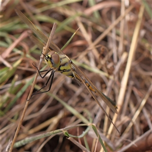 Hemicordulia tau (Tau Emerald) at Lyneham, ACT - 7 Mar 2025 by ConBoekel