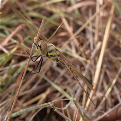 Hemicordulia tau (Tau Emerald) at Lyneham, ACT - 7 Mar 2025 by ConBoekel