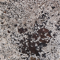 Unverified Lichen at Lyneham, ACT - 7 Mar 2025 by ConBoekel
