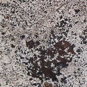 Unverified Lichen at Lyneham, ACT - 7 Mar 2025 by ConBoekel