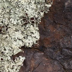 Unverified Lichen at Lyneham, ACT - 7 Mar 2025 by ConBoekel