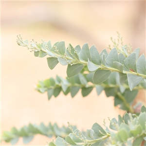 Acacia cultriformis (Knife Leaf Wattle) at Kaleen, ACT - 7 Mar 2025 by ConBoekel