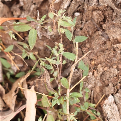 Einadia nutans (Climbing Saltbush) at Lyneham, ACT - 7 Mar 2025 by ConBoekel