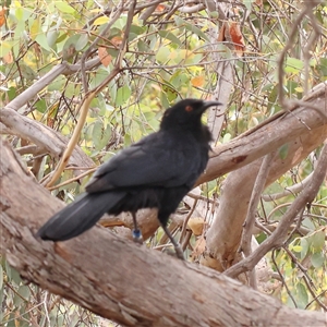 Corcorax melanorhamphos (White-winged Chough) at Lyneham, ACT - 7 Mar 2025 by ConBoekel