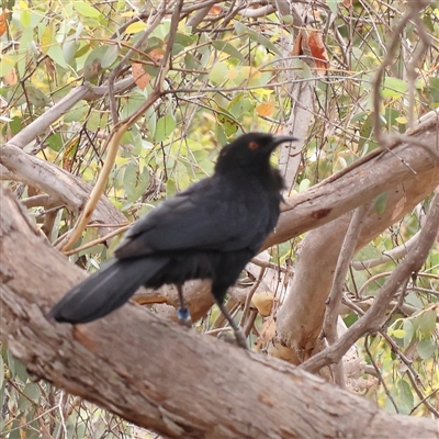 Corcorax melanorhamphos (White-winged Chough) at Lyneham, ACT - 7 Mar 2025 by ConBoekel