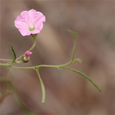 Convolvulus angustissimus subsp. angustissimus (Australian Bindweed) at Lyneham, ACT - 7 Mar 2025 by ConBoekel