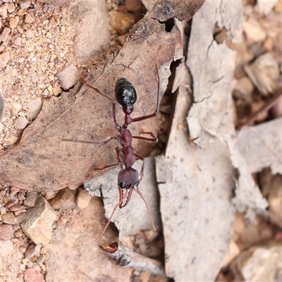 Myrmecia nigriceps (Black-headed bull ant) at Acton, ACT - 8 Mar 2025 by ConBoekel