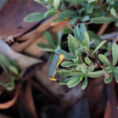 Chauliognathus lugubris (Plague Soldier Beetle) at Lake George, NSW - 11 Mar 2025 by ConBoekel