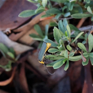Chauliognathus lugubris (Plague Soldier Beetle) at Lake George, NSW - 11 Mar 2025 by ConBoekel