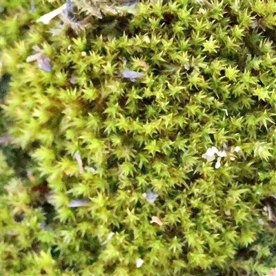 Unverified Moss, Liverwort or Hornwort at Lake George, NSW - 11 Mar 2025 by ConBoekel