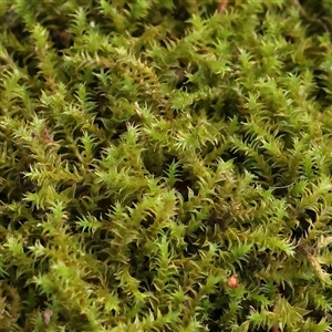 Unverified Moss, Liverwort or Hornwort at Lake George, NSW - 11 Mar 2025 by ConBoekel