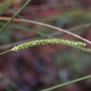 Setaria parviflora (Slender Pigeon Grass) at Lake George, NSW - 11 Mar 2025 by ConBoekel