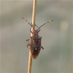 Omyta centrolineata (Centreline Shield Bug) at Lake George, NSW - 11 Mar 2025 by ConBoekel