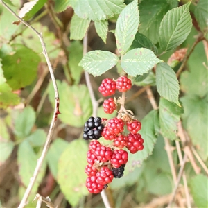 Rubus anglocandicans (Blackberry) at Lake George, NSW - 11 Mar 2025 by ConBoekel