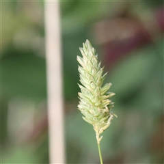 Phalaris aquatica (Phalaris, Australian Canary Grass) at Lake George, NSW - 11 Mar 2025 by ConBoekel