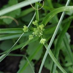 Cyperus eragrostis (Umbrella Sedge) at Lake George, NSW - 11 Mar 2025 by ConBoekel