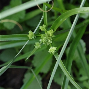 Cyperus eragrostis (Umbrella Sedge) at Lake George, NSW - 11 Mar 2025 by ConBoekel