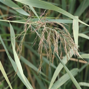 Phragmites australis at Lake George, NSW - 11 Mar 2025 by ConBoekel