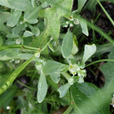 Unverified Other Wildflower or Herb at Lake George, NSW - 11 Mar 2025 by ConBoekel
