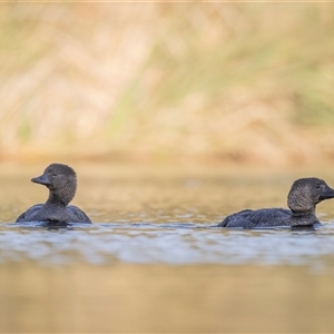 Biziura lobata (Musk Duck) at Isabella Plains, ACT - Yesterday by ReeniRooMartinez