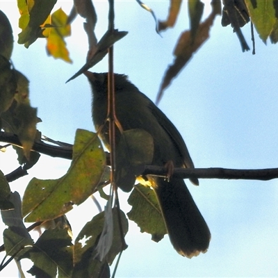 Manorina melanophrys (Bell Miner) at Black Range, NSW - 26 May 2025 by KMcCue