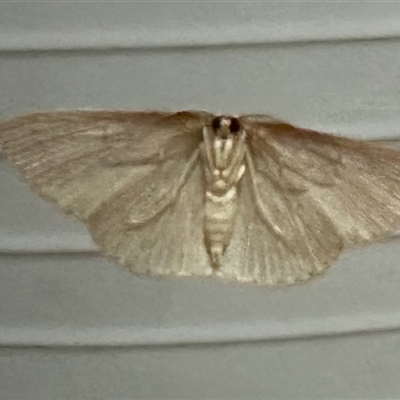 Geometridae (family) ADULT at Black Range, NSW - 26 May 2025 by KMcCue