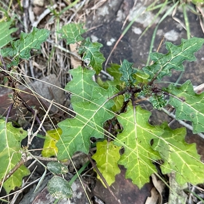 Unverified Plant at Black Range, NSW - 26 May 2025 by KMcCue