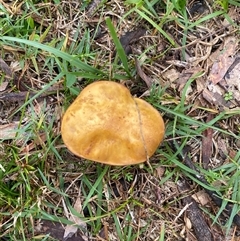 Unverified Puffball & the like at Broke, NSW - Yesterday by RoyP