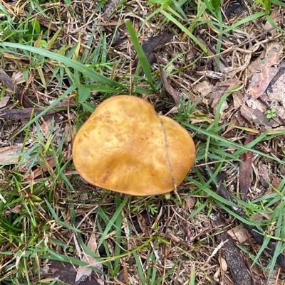 Unverified Puffball & the like at Broke, NSW - Yesterday by RoyP