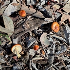Leratiomcyes ceres (Red Woodchip Fungus) at Aranda, ACT - 25 May 2025 by KMcCue