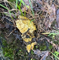 Unverified Slime Mould at Broke, NSW - 27 May 2025 by RoyP