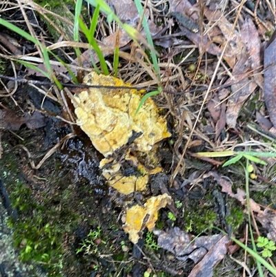Unverified Slime Mould at Broke, NSW - 27 May 2025 by RoyP