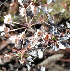 Pomax umbellata (A Pomax) at Crowther, NSW - Yesterday by Frecko