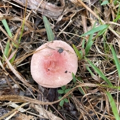 Unverified Cap on a stem; gills below cap [mushrooms or mushroom-like] at Broke, NSW - Yesterday by RoyP