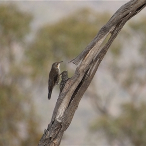 Cormobates leucophaea (White-throated Treecreeper) at Ballyroe, NSW - 21 Feb 2020 by TwoRivers
