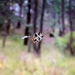 Austracantha minax (Christmas Spider, Jewel Spider) at Broke, NSW - Yesterday by RoyP